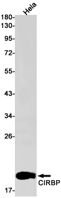 Rabbit Monoclonal Antibody to CIRBP