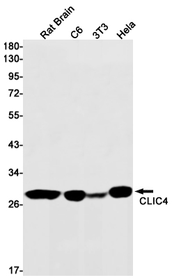 Rabbit Monoclonal Antibody to CLIC4