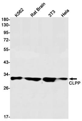 Rabbit Monoclonal Antibody to CLPP
