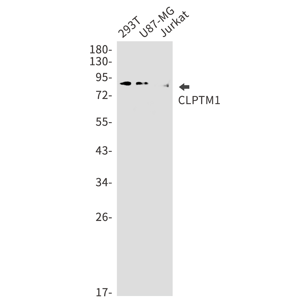 Rabbit Monoclonal Antibody to CLPTM1