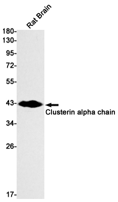 Rabbit Monoclonal Antibody to Clusterin alpha Chain