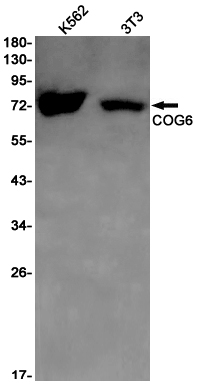 Rabbit Monoclonal Antibody to COG6