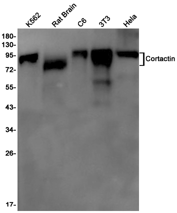 Rabbit Monoclonal Antibody to Cortactin