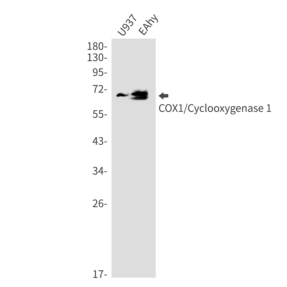 Rabbit Monoclonal Antibody to Cyclooxygenase 1