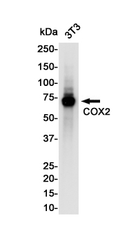 Rabbit Monoclonal Antibody to Cyclooxygenase 2