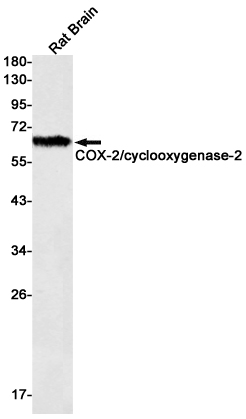 Rabbit Monoclonal Antibody to Cyclooxygenase 2