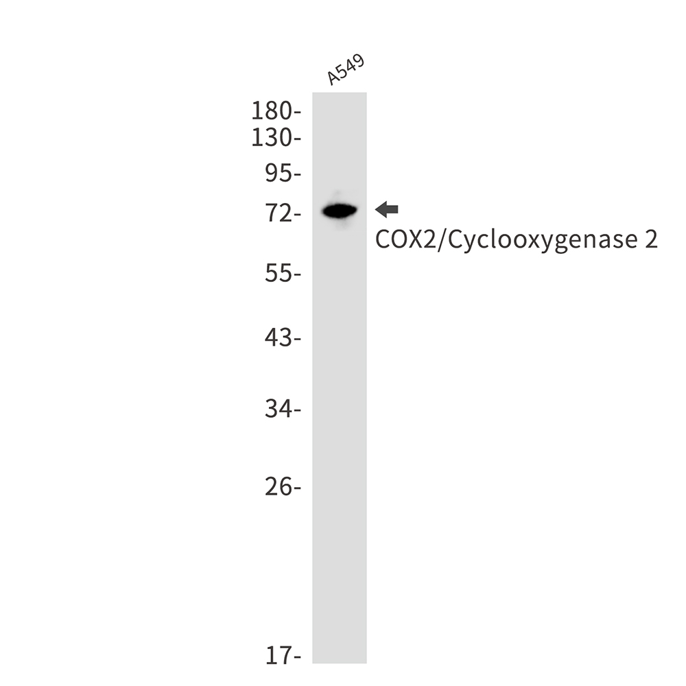 Rabbit Monoclonal Antibody to Cyclooxygenase 2