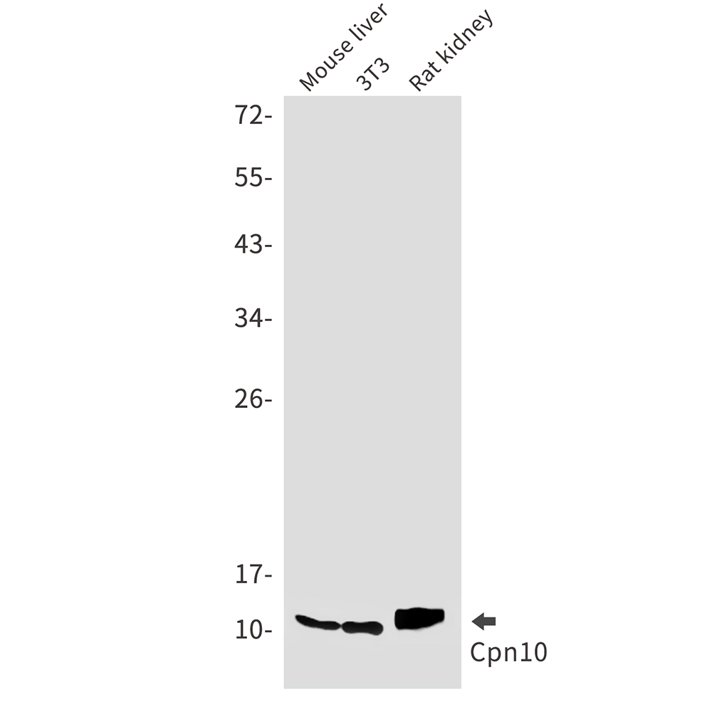 Rabbit Monoclonal Antibody to Cpn10