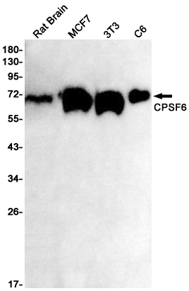 Rabbit Monoclonal Antibody to CPSF6
