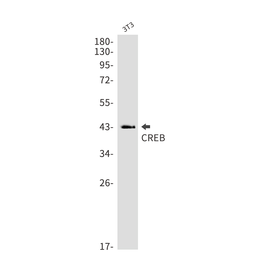 Rabbit Monoclonal Antibody to CREB
