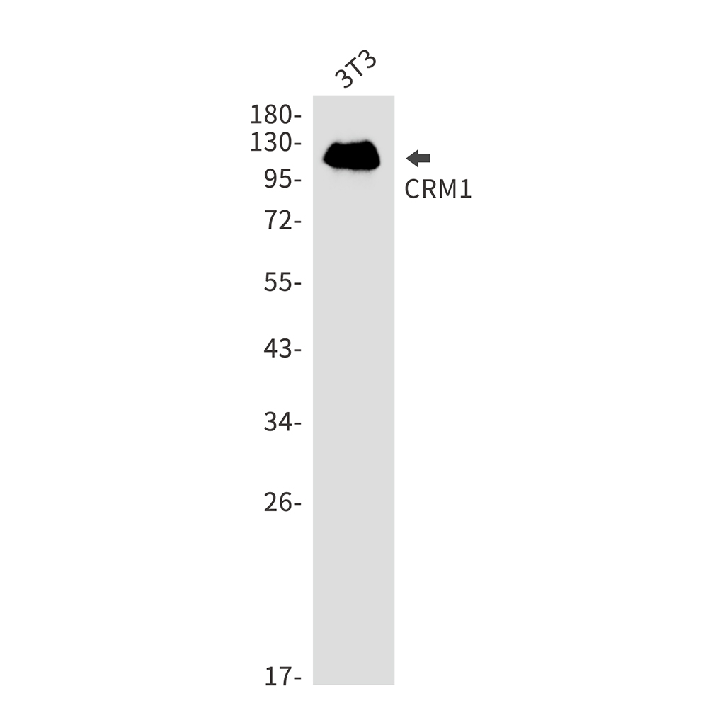 Rabbit Monoclonal Antibody to CRM1