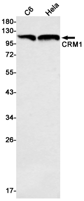 Rabbit Monoclonal Antibody to CRM1