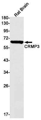 Rabbit Monoclonal Antibody to CRMP3