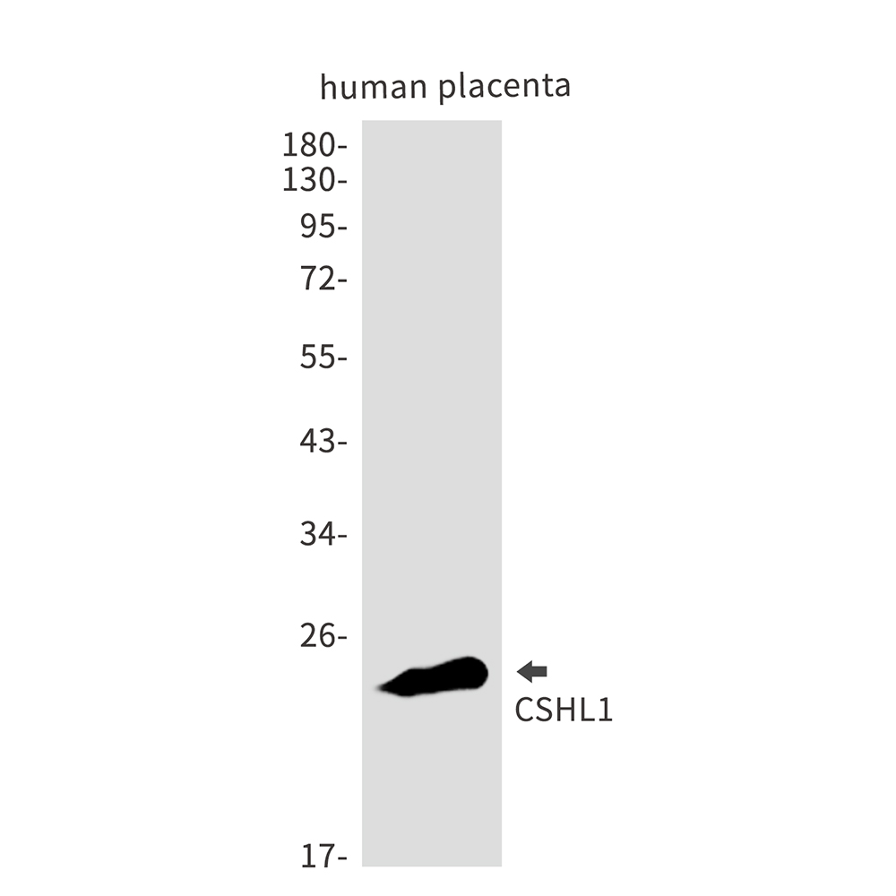 Rabbit Monoclonal Antibody to CSHL1