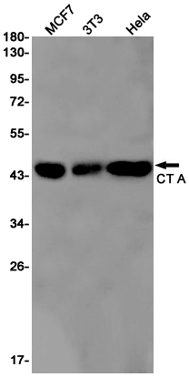 Rabbit Monoclonal Antibody to CT A