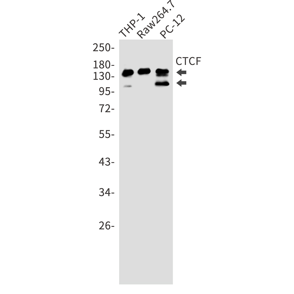 Rabbit Monoclonal Antibody to CTCF