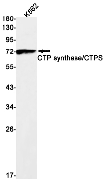 Rabbit Monoclonal Antibody to CTP Synthase