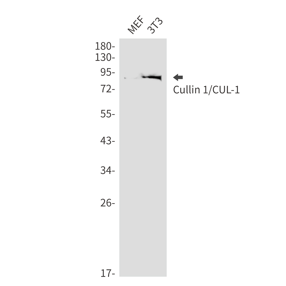 Rabbit Monoclonal Antibody to Cullin 1