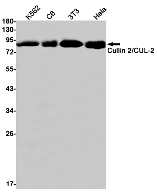 Rabbit Monoclonal Antibody to Cullin 2