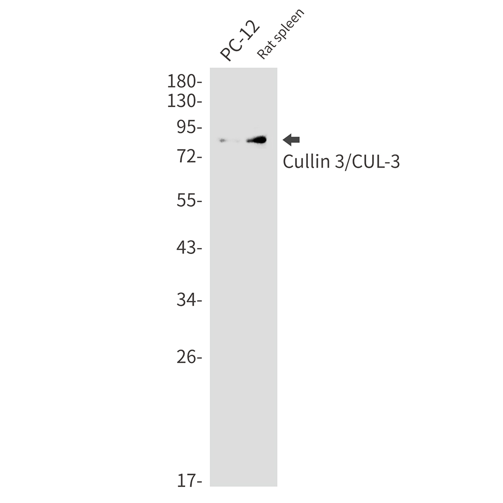 Rabbit Monoclonal Antibody to Cullin 3