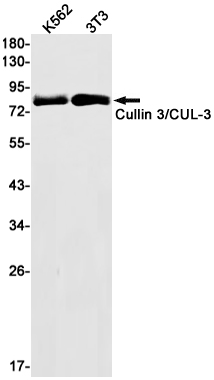 Rabbit Monoclonal Antibody to Cullin 3