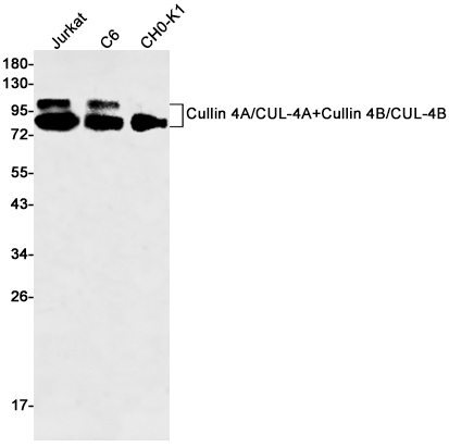 Rabbit Monoclonal Antibody to Cullin 4A/4B