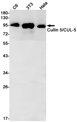 Rabbit Monoclonal Antibody to Cullin 5