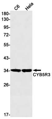 Rabbit Monoclonal Antibody to CYB5R3