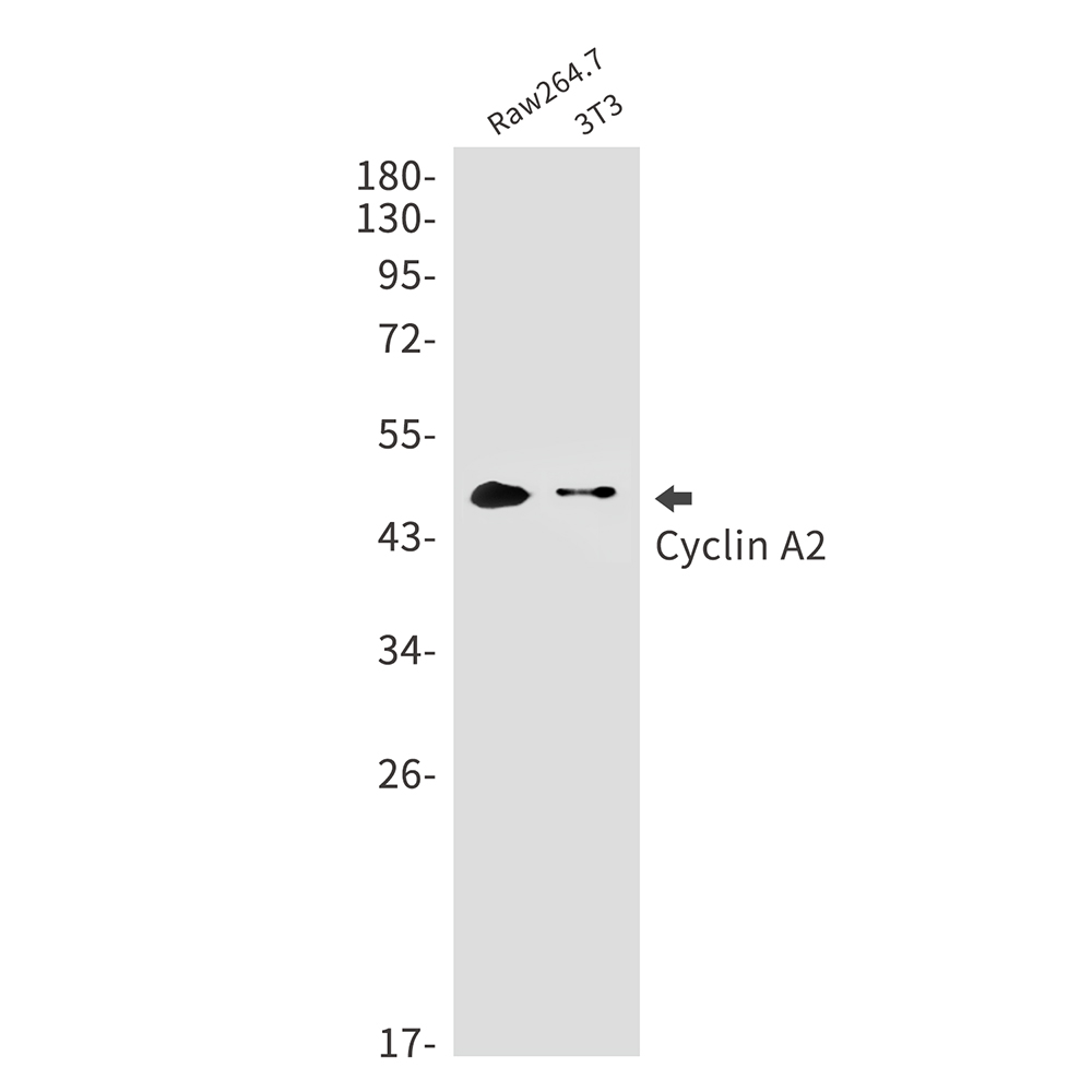 Rabbit Monoclonal Antibody to Cyclin A2