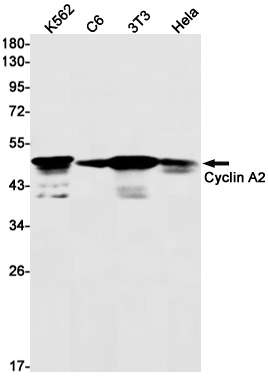 Rabbit Monoclonal Antibody to Cyclin A2