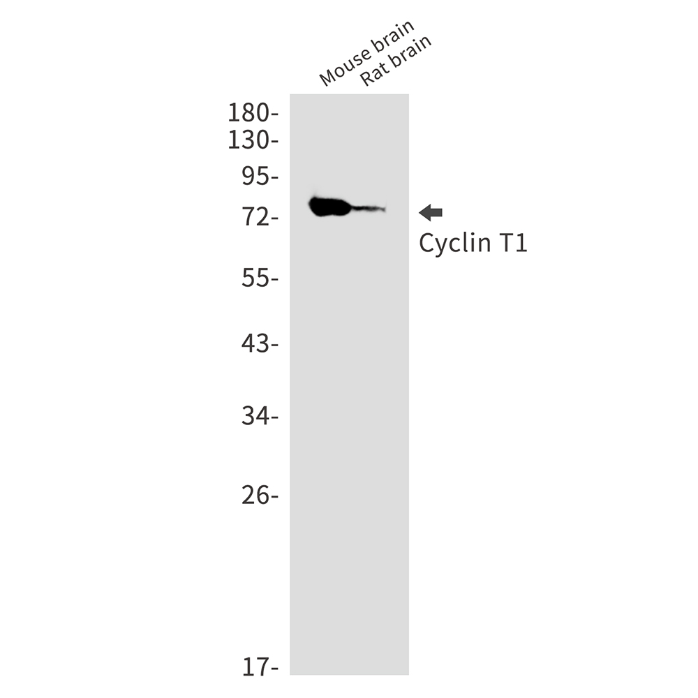 Rabbit Monoclonal Antibody to Cyclin T1