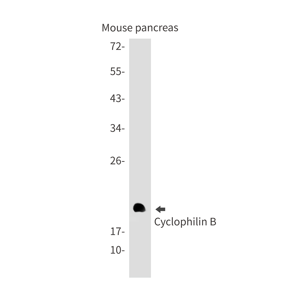 Rabbit Monoclonal Antibody to Cyclophilin B