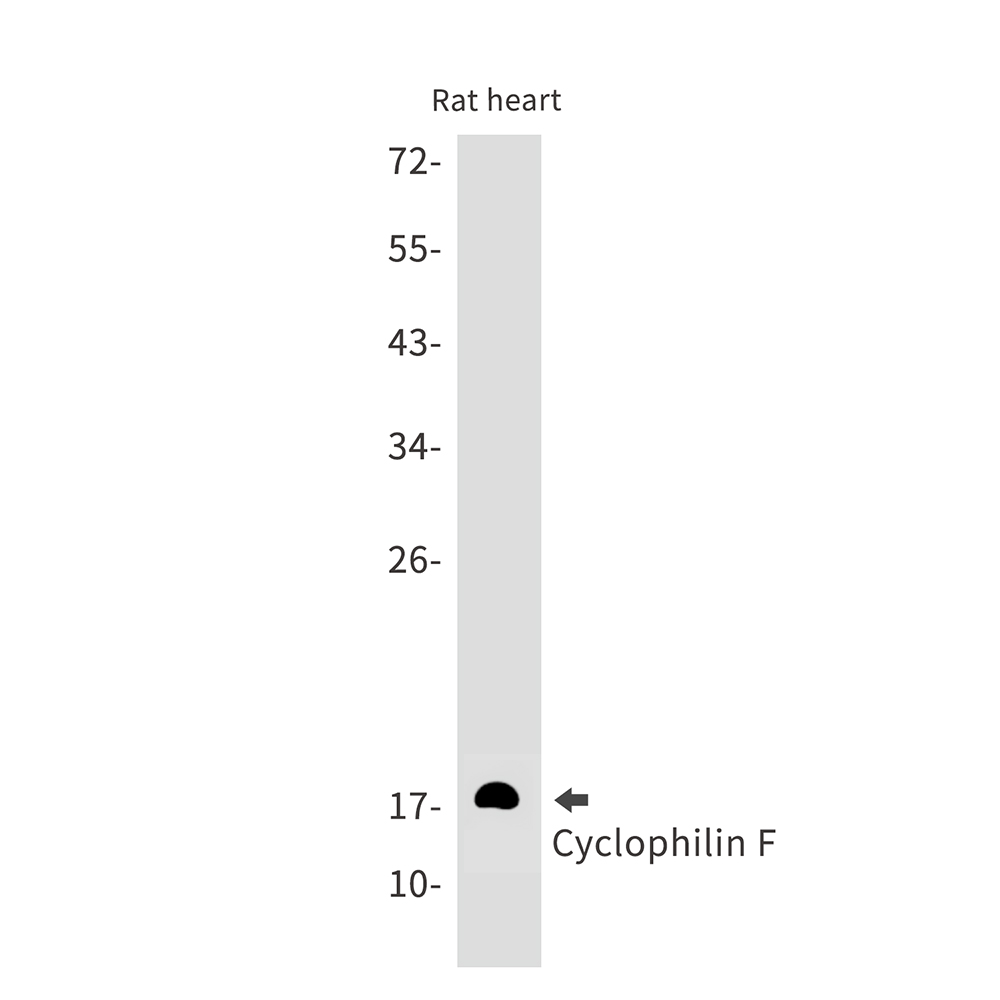 Rabbit Monoclonal Antibody to Cyclophilin F