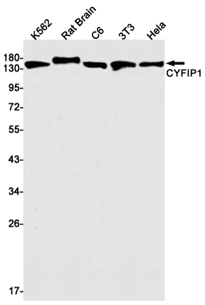 Rabbit Monoclonal Antibody to CYFIP1