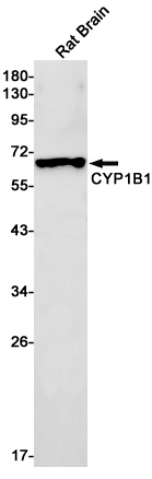 Rabbit Monoclonal Antibody to Cytochrome P450 1B1