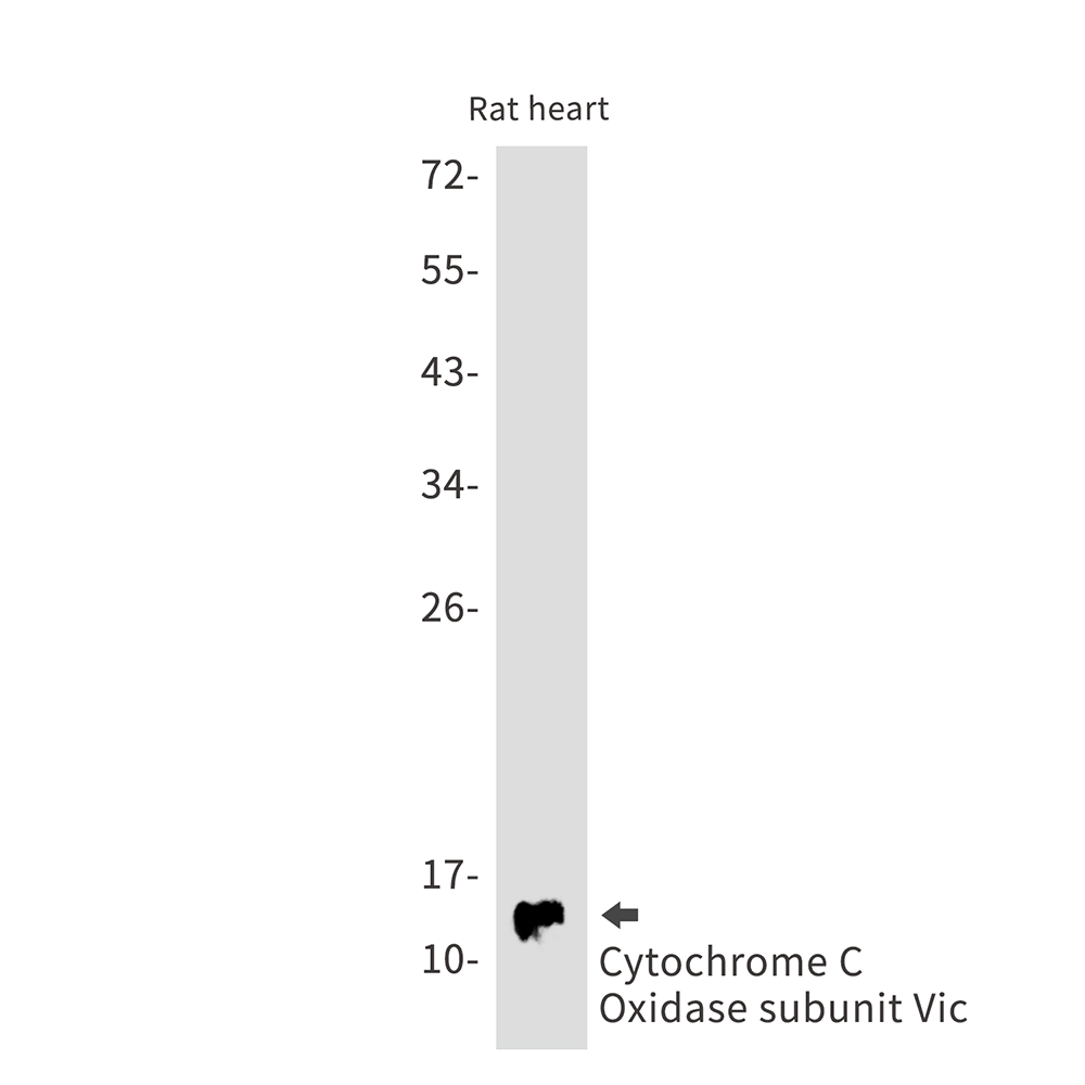 Rabbit Monoclonal Antibody to Cytochrome C Oxidase subunit Vic