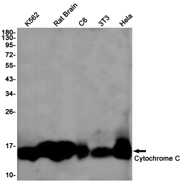 Rabbit Monoclonal Antibody to Cytochrome C