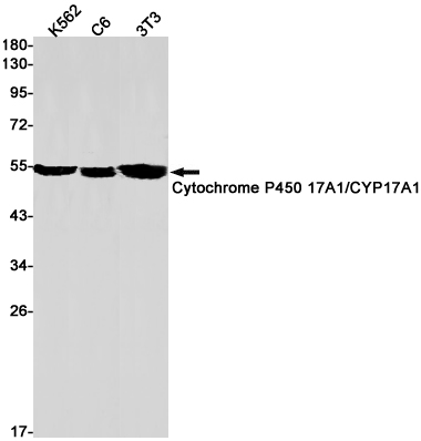 Rabbit Monoclonal Antibody to Cytochrome P450 17A1