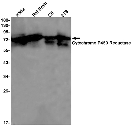 Rabbit Monoclonal Antibody to Cytochrome P450 Reductase