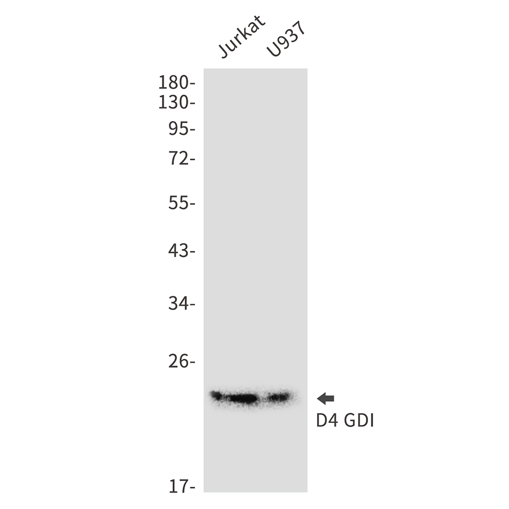 Rabbit Monoclonal Antibody to D4 GDI