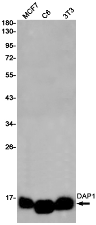 Rabbit Monoclonal Antibody to DAP1