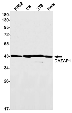 Rabbit Monoclonal Antibody to DAZAP1