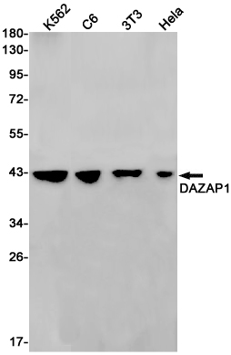 Rabbit Monoclonal Antibody to DAZAP1