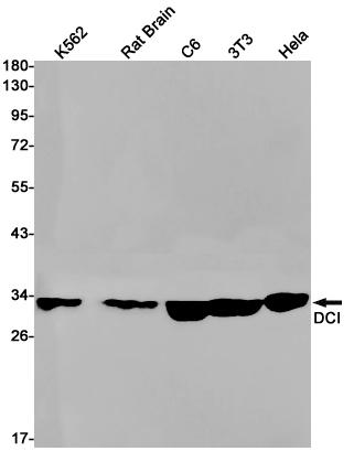 Rabbit Monoclonal Antibody to DCI