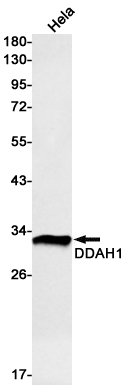 Rabbit Monoclonal Antibody to DDAH1