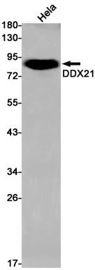 Rabbit Monoclonal Antibody to DDX21