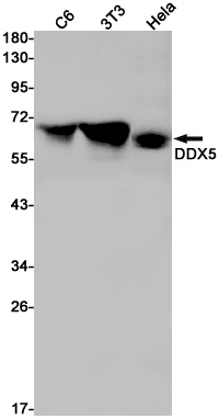 Rabbit Monoclonal Antibody to DDX5