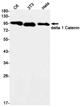 Rabbit Monoclonal Antibody to delta 1 Catenin