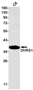 Rabbit Monoclonal Antibody to DHRS1