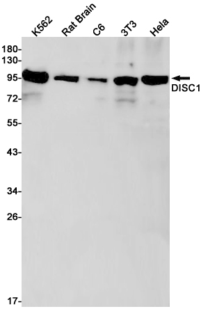 Rabbit Monoclonal Antibody to DISC1